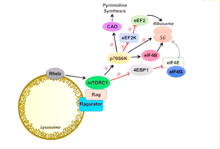 细胞自噬|只吃肉，会不会影响细胞自噬？3个方面需要考虑