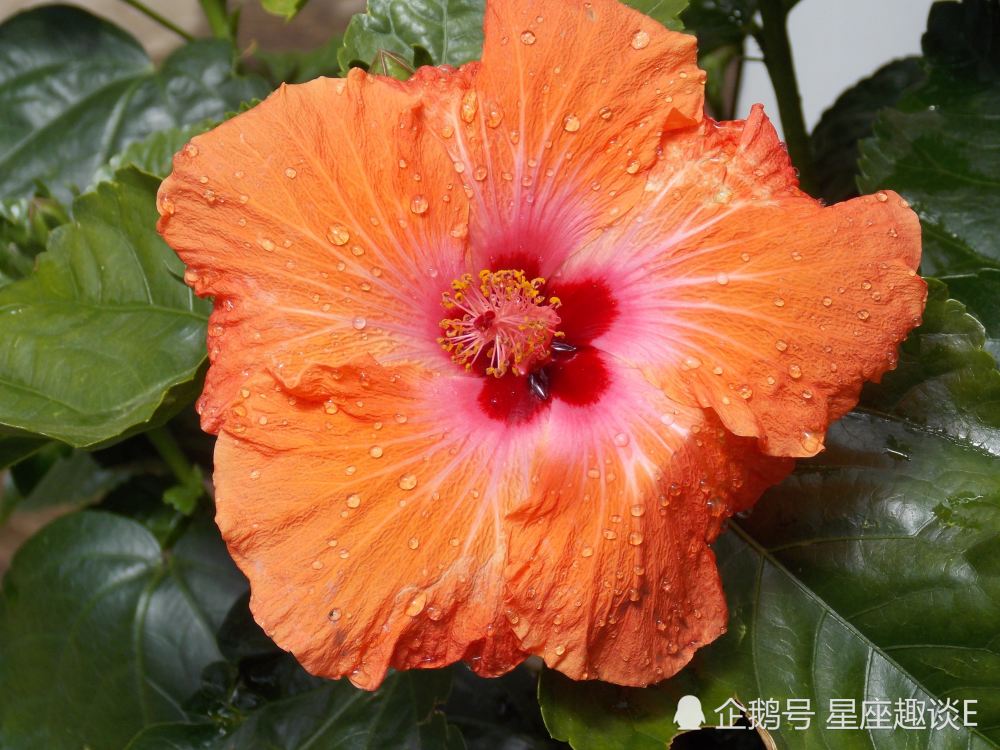 3月4日星座运势 金牛收获满满 天秤迎接挑战 水瓶独立自主 腾讯新闻