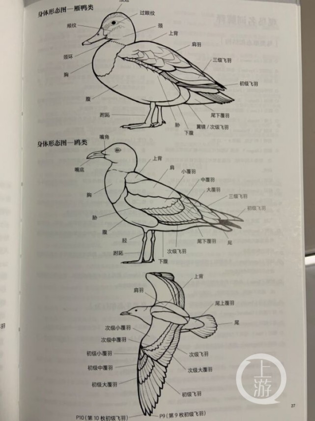 重庆观鸟者的福音!《中国鸟类观察手册》出炉,4000余张手绘插画太惊艳