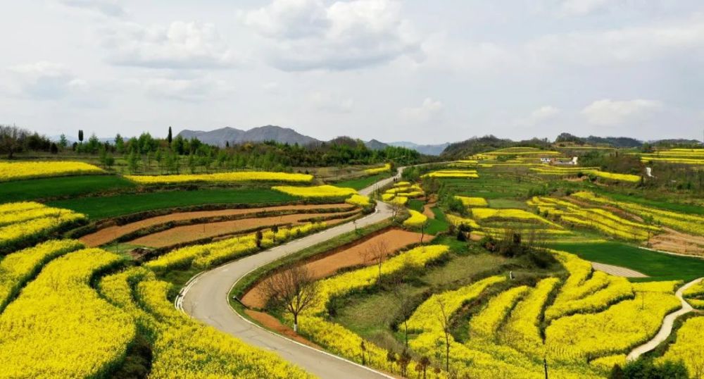 海南三亚|春来到，各省率先迎接春天的是什么花？