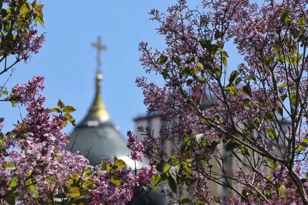 海南三亚|春来到，各省率先迎接春天的是什么花？