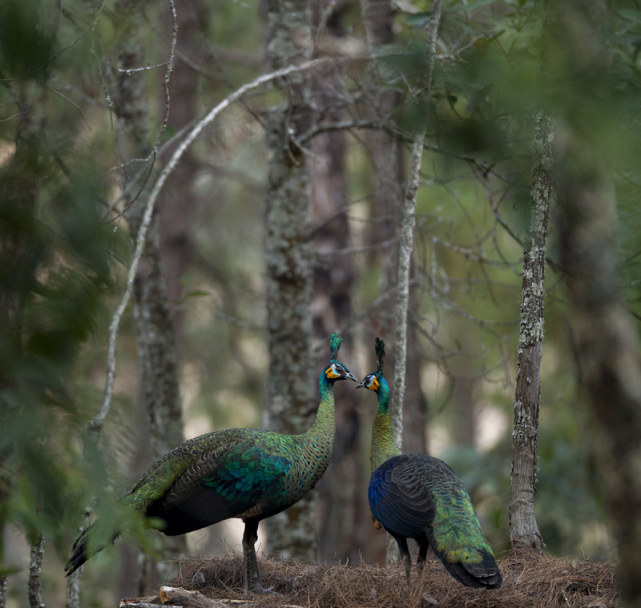 世界野生动植物日来看看云南的绿孔雀如何追爱
