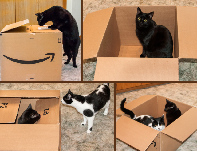 10,它们最喜欢的是纸箱,再华丽的猫窝可能都比不上一个破纸箱.