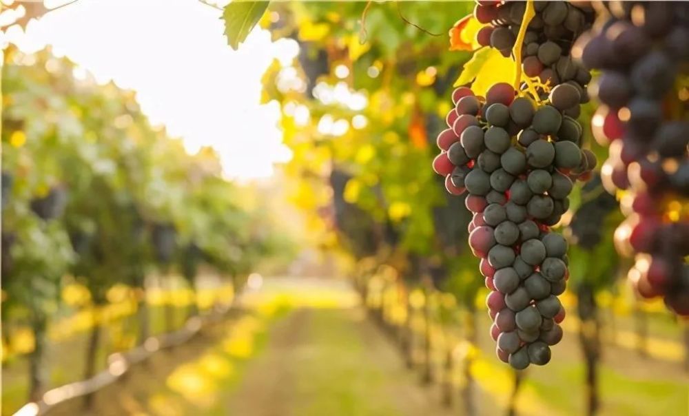 葡萄|葡萄拉穗（拉花）最佳时间及技术要点是什么？有什么作用？