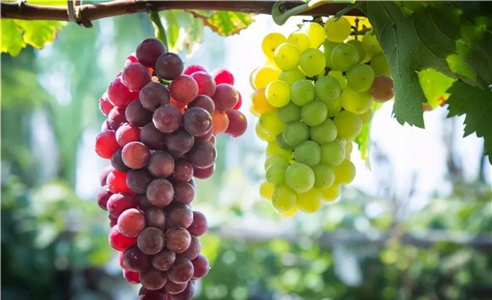 葡萄|葡萄拉穗（拉花）最佳时间及技术要点是什么？有什么作用？