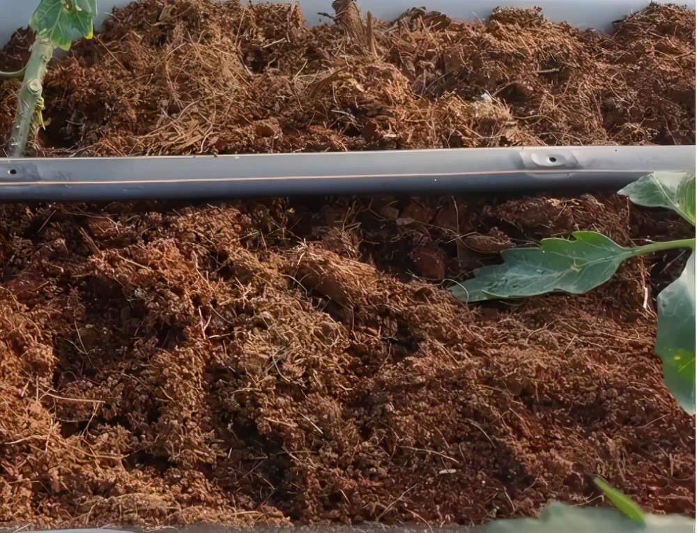 蚯蚓粪|这种粪火了，不死棵不烂苗还高产！很多农民还不知道！快看看吧