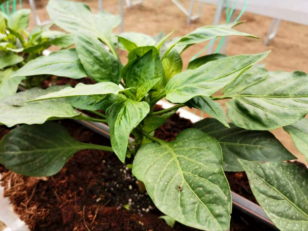 蚯蚓粪|这种粪火了，不死棵不烂苗还高产！很多农民还不知道！快看看吧