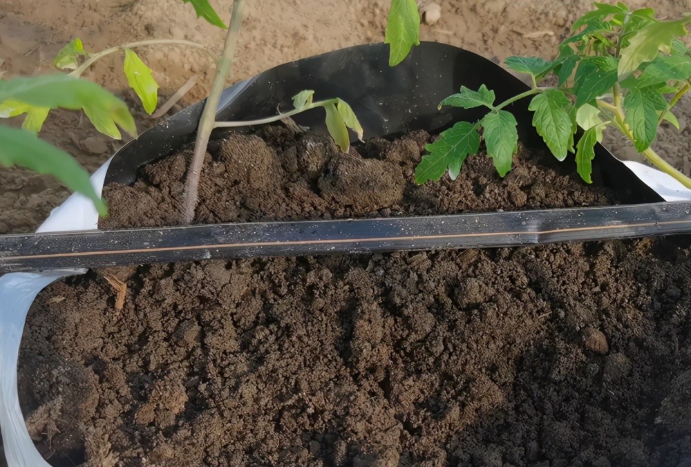 蚯蚓粪|这种粪火了，不死棵不烂苗还高产！很多农民还不知道！快看看吧