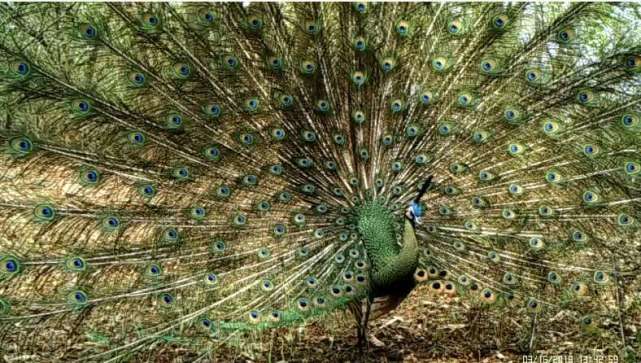 云南绿孔雀部分区域种群分布范围扩展明显