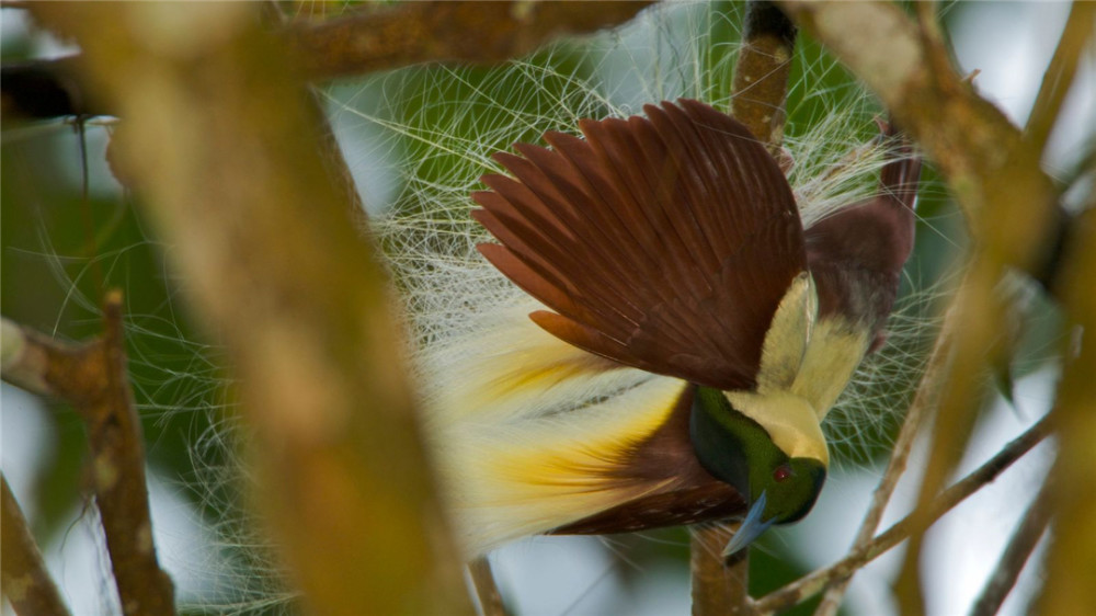 天堂鸟|为了吸引雌鸟，极乐鸟已经拥有绚丽的羽毛，为何还要彩排舞蹈？
