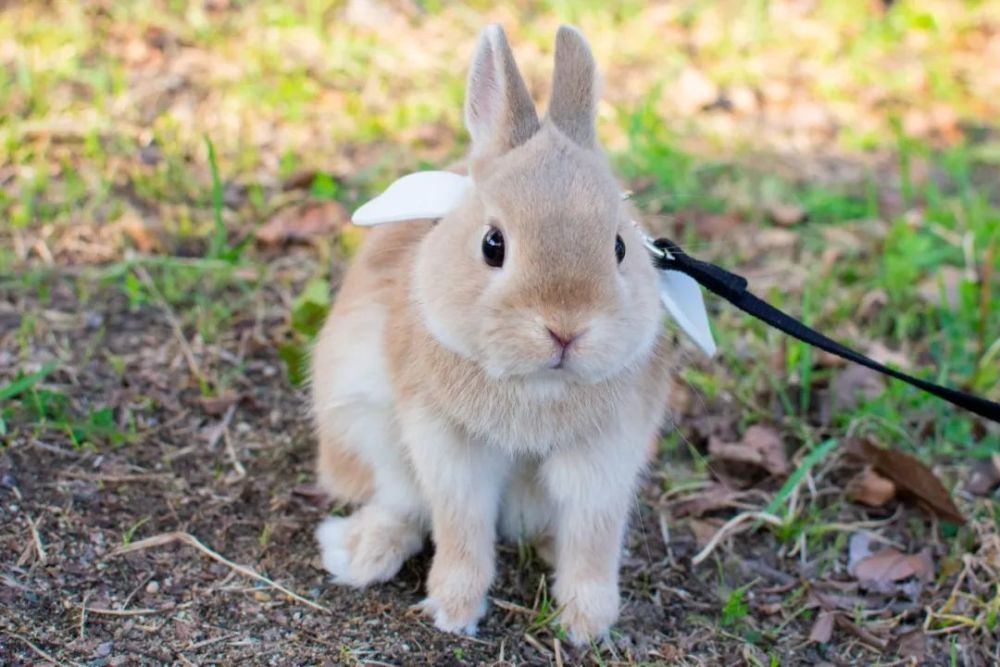 冷知识在日本兔子也有专属节日