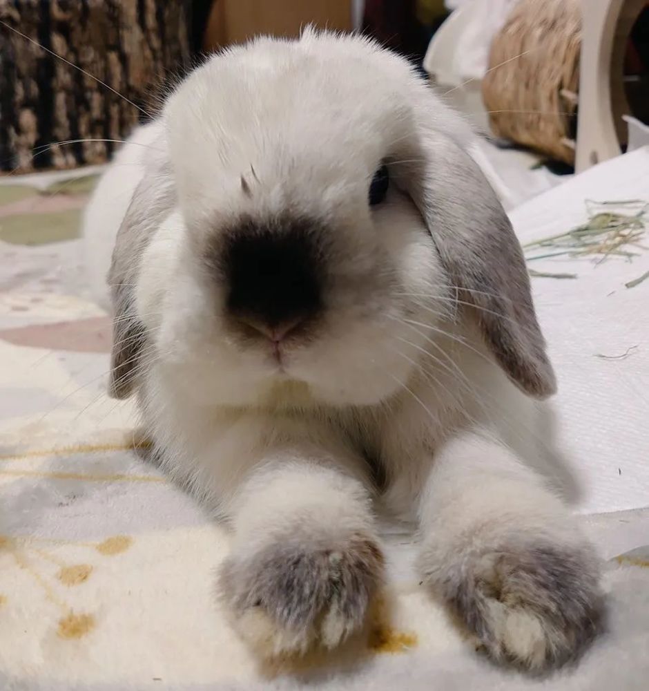 冷知识在日本兔子也有专属节日