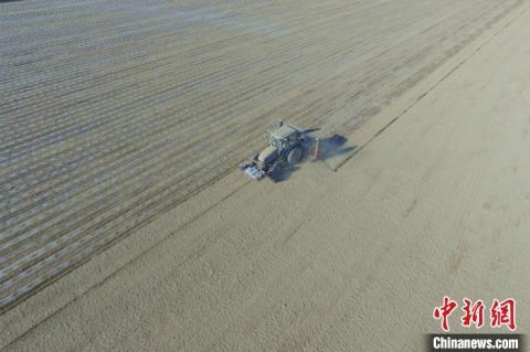 新疆|新疆焉耆垦区辣椒铺膜开启 北斗卫星定位效率高