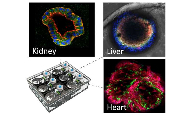 【science子刊】肾脏芯片助力科学家发现药物肾毒性机制,继而减少化疗