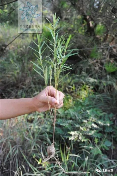 鸡头薯见过吗清肺化痰用于上呼吸道感染发热烦渴肺脓疡