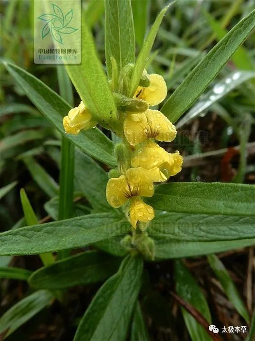 鸡头薯见过吗清肺化痰用于上呼吸道感染发热烦渴肺脓疡