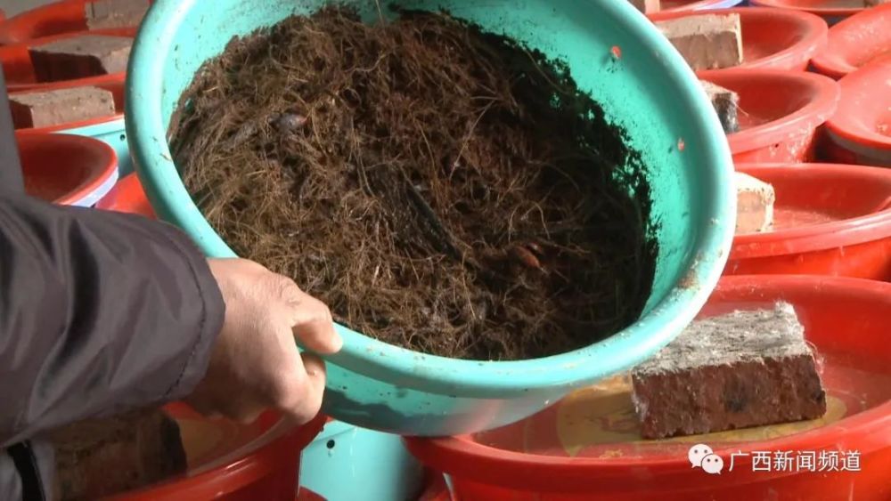 桂林|官方叫停！又一骗局曝光，桂林大批人被坑惨！