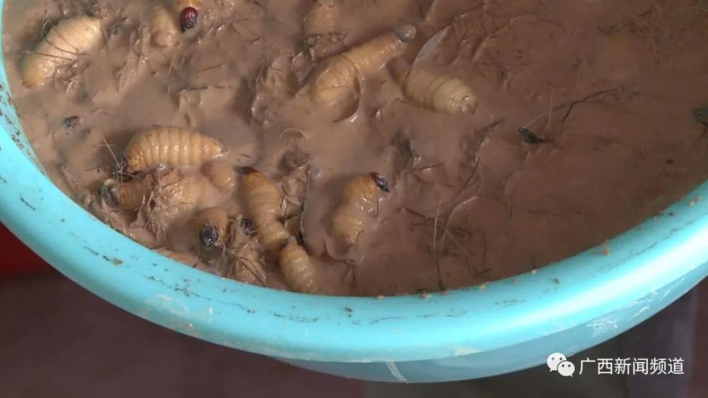 桂林|官方叫停！又一骗局曝光，桂林大批人被坑惨！