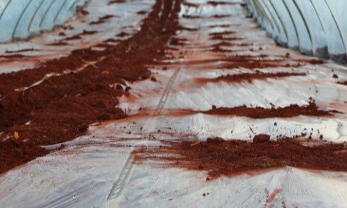 西瓜|西瓜移栽后，发现叶片边缘发黄、发黑，出现卷叶现象，该如何防治