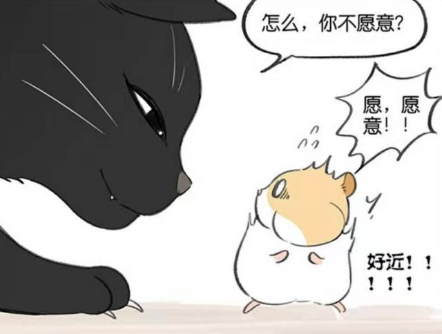 解锁猫和仓鼠组合,腹黑霸总范猫咪和软萌仓鼠,感受萌物日常魅力
