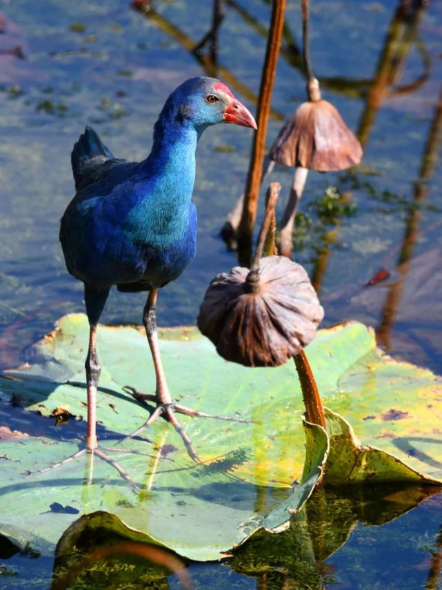 它是異龍湖畔最美水鳥之一,你見過嗎?