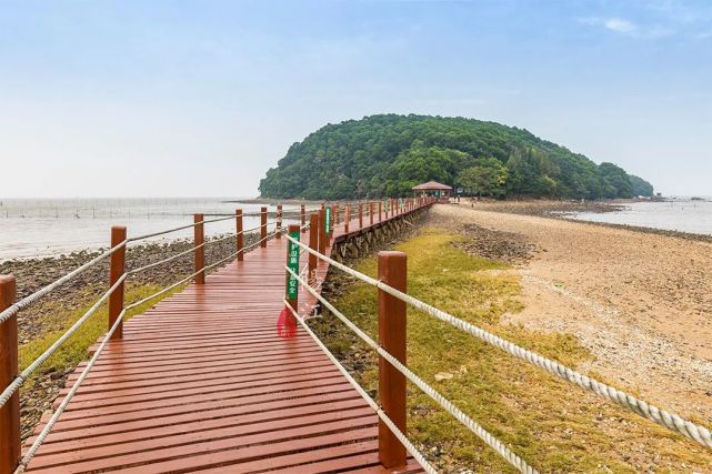 这个湿地公园,森林竟然长在海里,还能看到世界上最"委屈"的动物