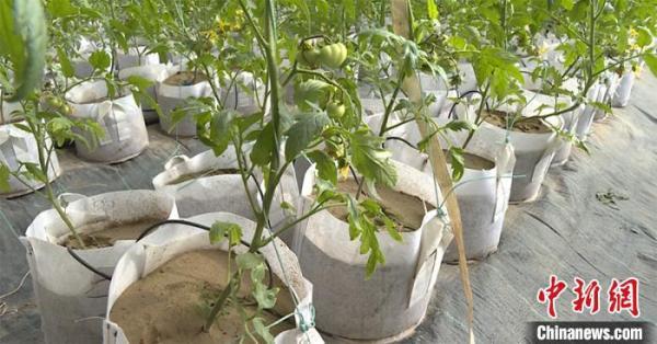 西红柿|新疆兵团种植户黄沙里种出西红柿 有效减轻土传病虫害