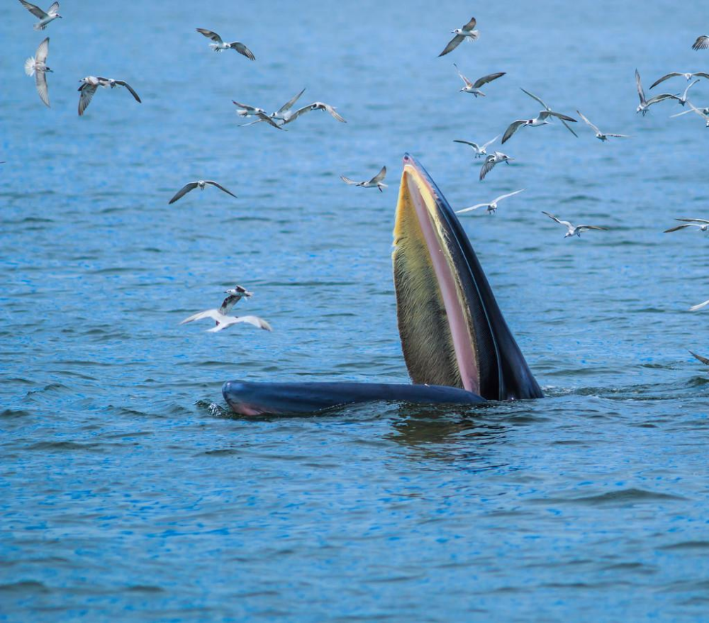 鲸落|全国仅找到一例在南海，罕见的鲸落，世界最浪漫的死亡名不虚传