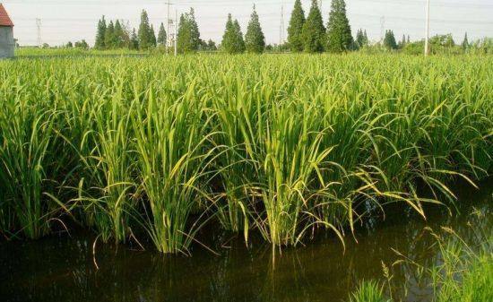 它就是"菰米",是一种宿根水生草本植物菰结出的种子.