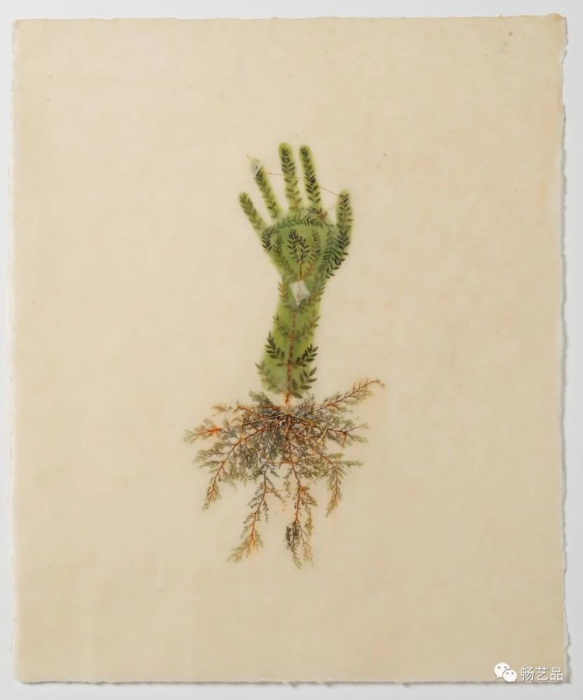 一组很有创意的干花拼画作品让人眼前一亮