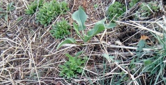 农村|农村阴沟中常见野草，治多年“脚气”有良效，已经有人用来赚钱