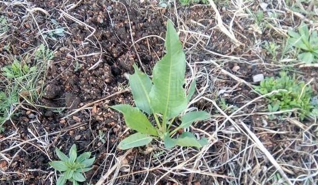 农村|农村阴沟中常见野草，治多年“脚气”有良效，已经有人用来赚钱