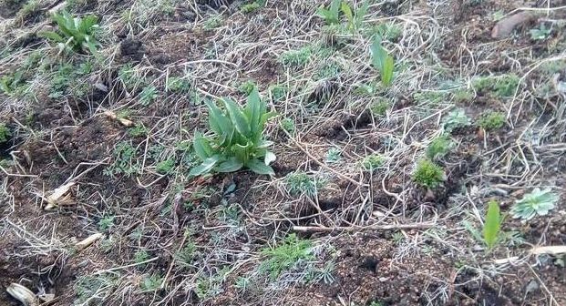 农村|农村阴沟中常见野草，治多年“脚气”有良效，已经有人用来赚钱