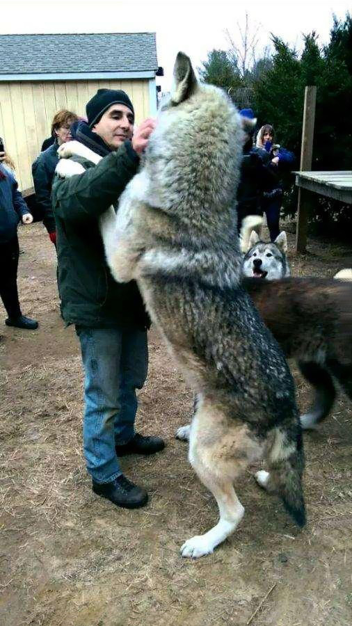 高加索犬咬死北美灰狼图片