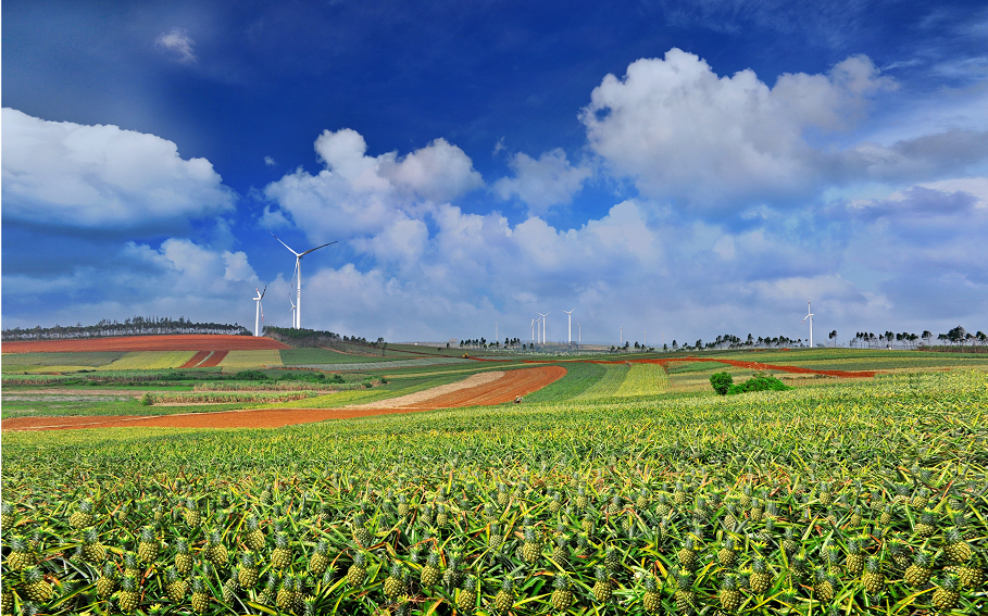 在徐闻,有一片"菠萝的海".