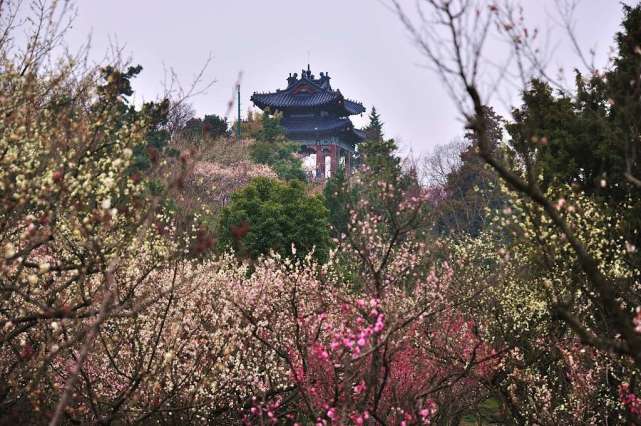 "赏梅第一胜地"在南京,千余亩梅花竞相开放,你去看过了吗?