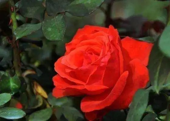 辽宁|辽宁6大特产，葫芦岛一特产入选