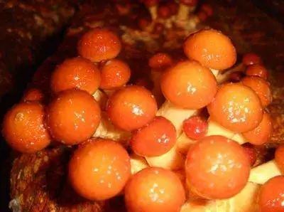 辽宁|辽宁6大特产，葫芦岛一特产入选