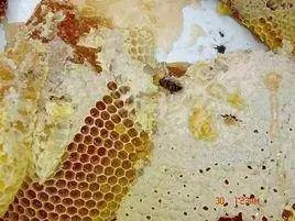 辽宁|辽宁6大特产，葫芦岛一特产入选