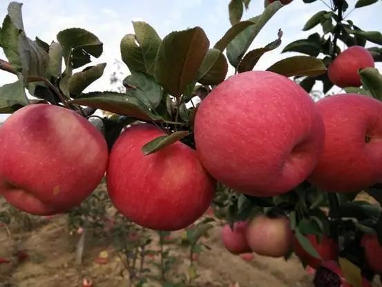 辽宁|辽宁6大特产，葫芦岛一特产入选