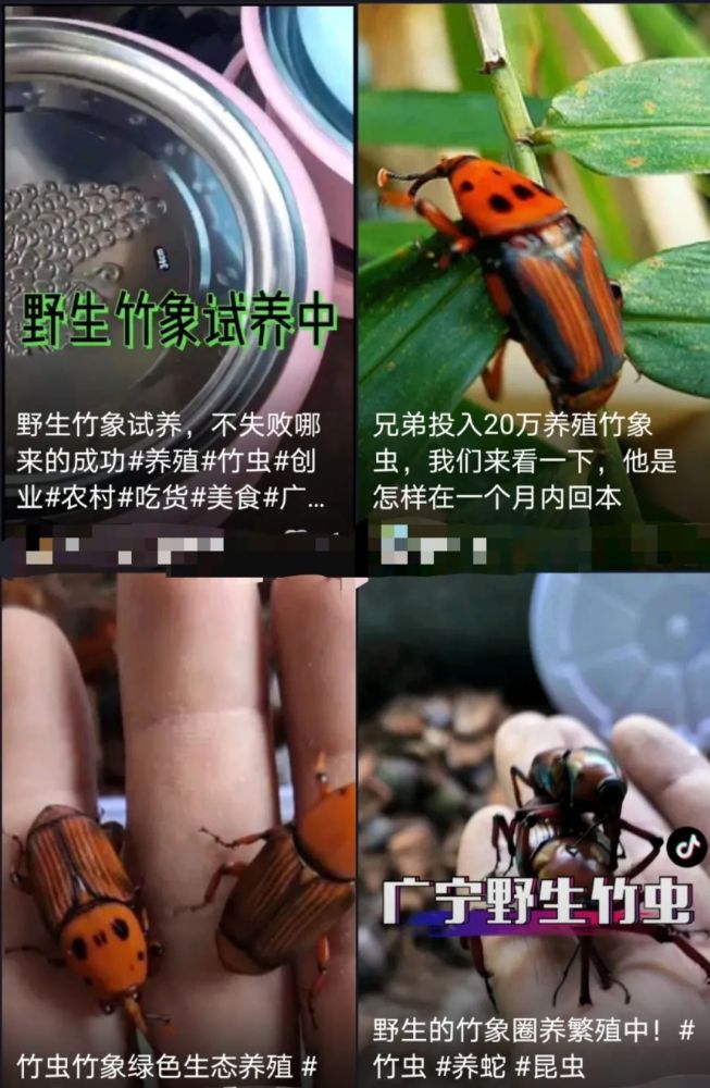 害虫|千万只高危入侵害虫被养殖，危险的是虫还是人？