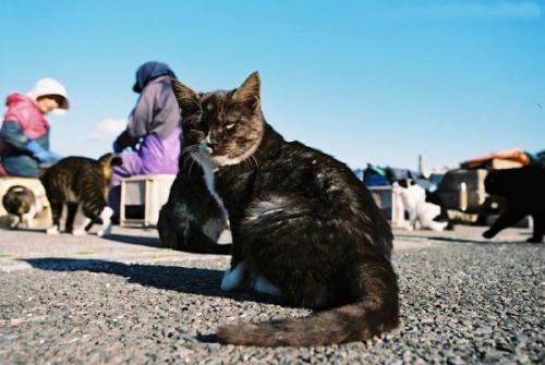 日本猫岛数量过5万的猫吃光岛上老鼠后被迫学会下海捕鱼