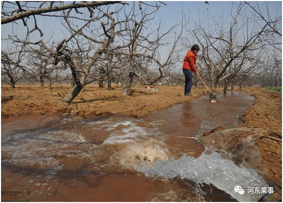 倒春寒|果树预防倒春寒，王大哥有话要说