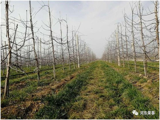 倒春寒|果树预防倒春寒，王大哥有话要说