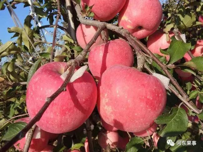 苹果树|2021年春季畅销苹果树品种推荐和对比