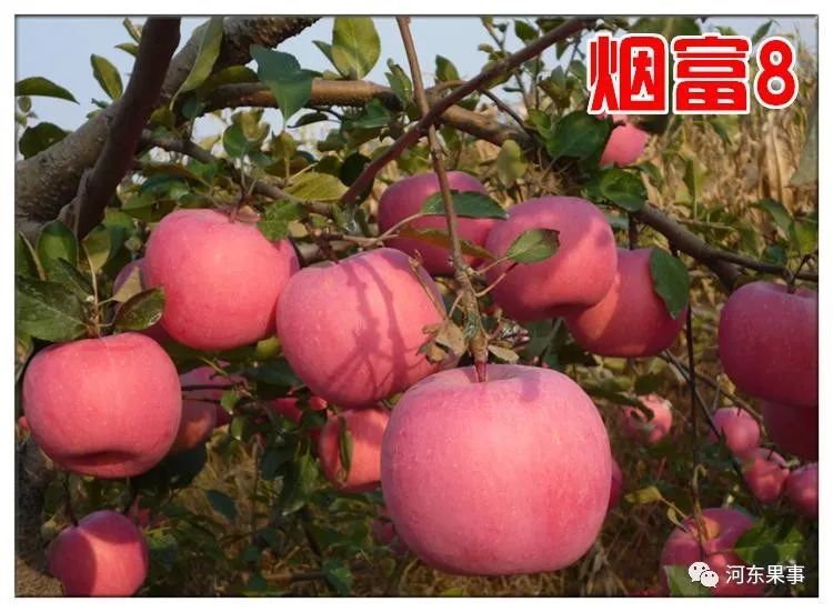 苹果树|2021年春季畅销苹果树品种推荐和对比