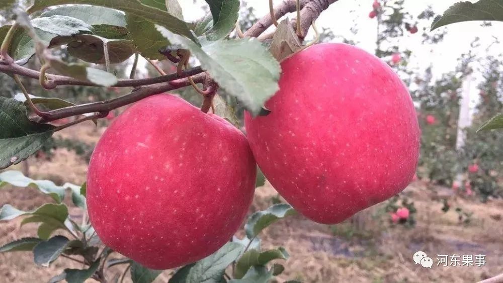 苹果树|2021年春季畅销苹果树品种推荐和对比