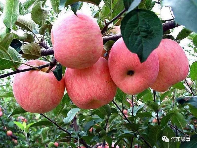 苹果树|2021年春季畅销苹果树品种推荐和对比