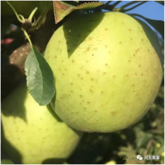 苹果树|2021年春季畅销苹果树品种推荐和对比