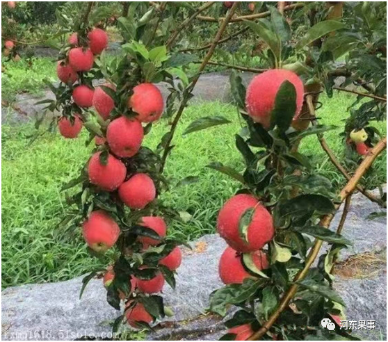 苹果树|2021年春季畅销苹果树品种推荐和对比